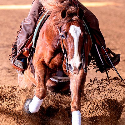 Reining.3.jpg